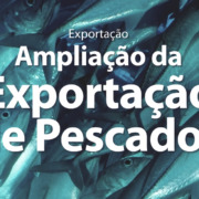 Call Export analisa o mercado de exportação de pescados brasileiro. Foto por Jet Kim no Unsplash.