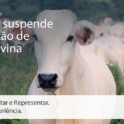 Call Export fala sobre a proibição de exportação da carne bovina para a China. Juliana Amorim on Unsplash.